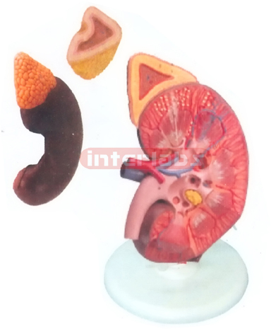 GIANT HUMAN ADVANCED & MAGNIFIED KIDNEY MODEL